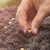 Direct Sowing-Starting Seeds Outdoors